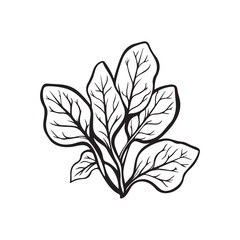Vector illustration of fresh spinach with detailed green leaves and a natural appearance isolated on white background.