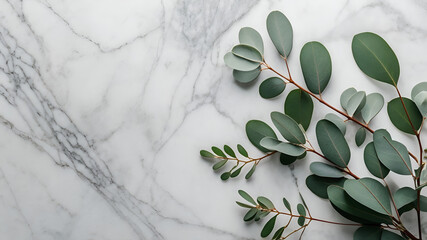 깨끗하고 하얀 대리석 질감의 표면 위에 유칼립투스 가지와 은은한 녹색 잎사귀가 가장자리를 따라 배열된 고해상도 미니멀 식물 배경(Eucalyptus branches and soft green leaves on a clean white marble textured surface.)