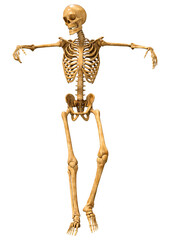 3D Rendering Human Skeleton on White
