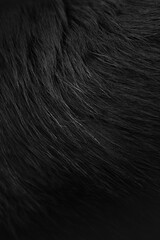 vertical close-up photo of black dog straight fur texture background