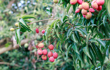 Fresh young lychees hanging from the lychee trees in the garden.