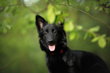young cute mongrel dog with black fur, brown eyes and red collar close-up portrait in a green...