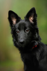 young cute mongrel dog with black fur, brown eyes and red collar close-up portrait in a green spring nature park with blur background and looking sideways
