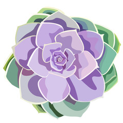 Obraz premium Succulents vector illustrations colorful