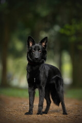 young cute mongrel dog with black fur, brown eyes and red collar staying in a green spring nature park on a path and looking ahead