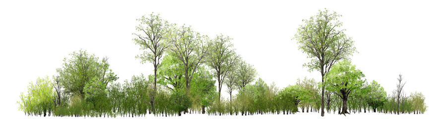 green grass isolated on white