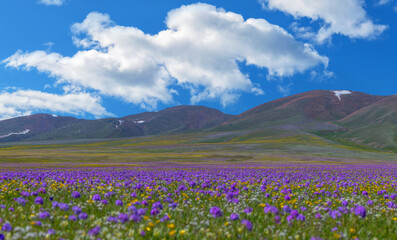 The picturesque high-mountain plateau of Asy in the Almaty region of southeastern Kazakhstan covered with spring flowers