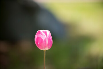 아름다운 튤립꽃송이