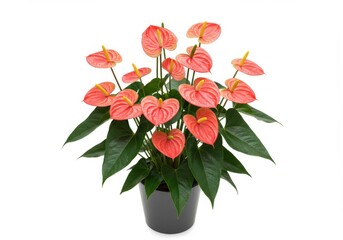 Anthurium plant in pot isolated on white background