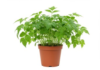 Green plant in pot isolated on white background
