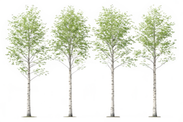 Three Birch Trees on Transparent Background