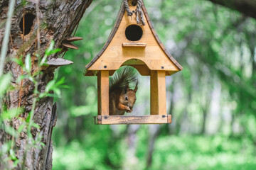 Red squirrel enjoying nuts inside small wooden bird feeder hanging on tree trunk, with blurred green forest background, creating peaceful nature scene