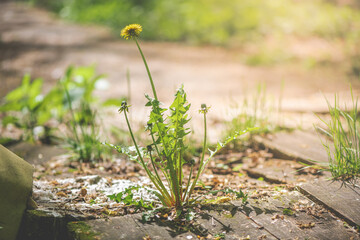 Dandelion pushing through wooden boards along a forest path on a sunny spring day, illustrating nature's remarkable strength and resilience in overcoming obstacles