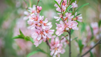 Beautiful pink almond and sakura flowers adorn the branch, heralding the arrival of spring with their delicate petals and bright color on a soft green background.