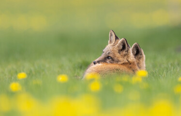 Red fox kits