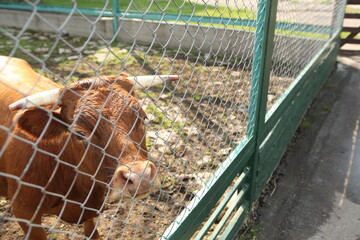 Brown cow with horns standing behind a metal fence in a farm enclosure on a sunny day. The animal...