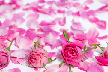Pink rose petals and bud roses in piles suitable for the background.