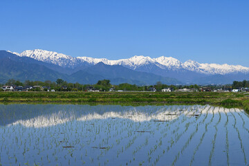 信州安曇野 水田に映る残雪の北アルプス
