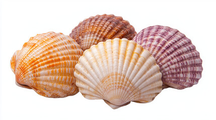Colorful seashells in various shades and patterns create beautiful natural display, perfect for beach themed decor or crafts