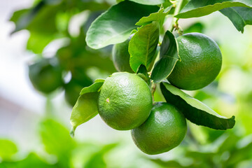 Green lemons is citrus  fruits on a branch with nature background. Green Lemons tree in the garden...