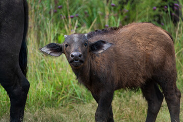 Fototapeta premium A cape buffalo calf walking behind its mother