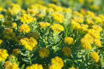 medical plant Rosenroot ( Phodiola Rosea)