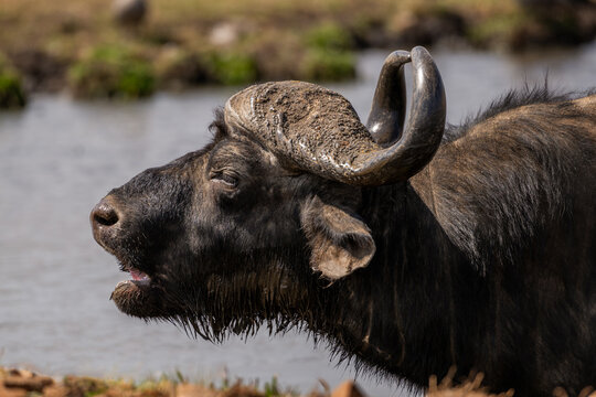 Closeup of a cape baffalo with water in the background