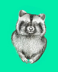 Raccoon illustration on green background