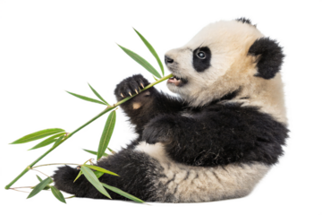Adorable Panda Cub Enjoying a Delicious Bamboo Snack