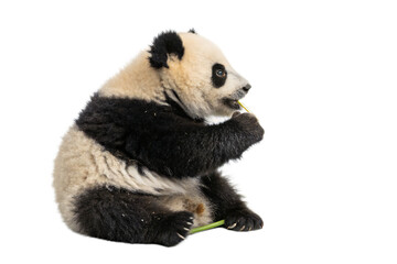 Adorable Panda Cub Enjoying a Tasty Bamboo Snack