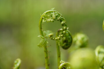 close up of a bunch of fern stems in natural environment on green background
