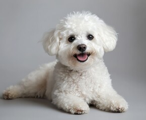 White bichon frise dog with space for text.