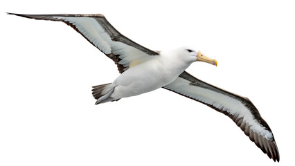 Fototapeta premium Wandering Albatross