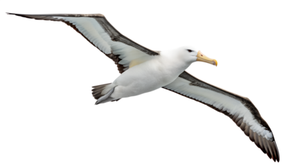 Wandering Albatross