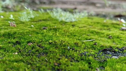 Beautiful green moss on the floor, moss closeup, macro. Beautiful moss background for wallpaper