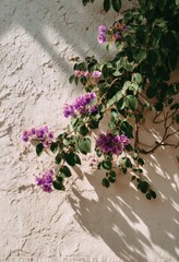 Bougainvillea elegance on textured backdrop with diffused sunlight