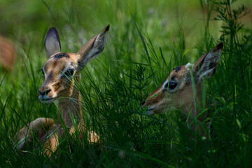 Impala calves hiding in tall green grass