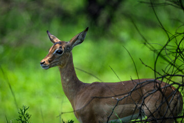 A female impala against a background of green foliage