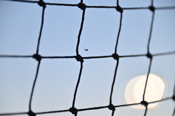 Spiderweb on Mesh Fence