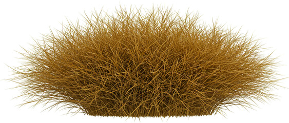Golden brown ornamental grass bush isolated white background