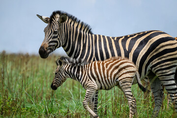 Fototapeta premium A female zebra with her foal