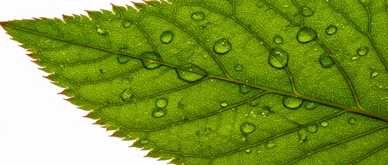 Green leaf with water droplets close up macro shot