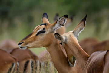 Two female impalas grooming one another