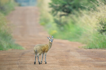 A male klipspringer lon a road in the Pilanesberg National Park