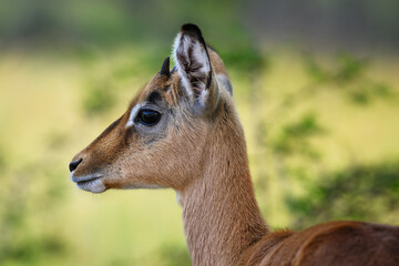 Obraz premium Closeup of a young male impala
