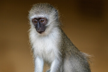 Young vervet monkey in the Kruger National Park, South Africa