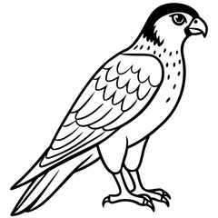 Fototapeta premium Northern Falcon line art vector