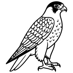 Northern Falcon line art vector