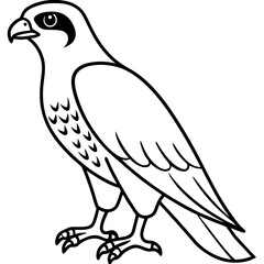 Northern Falcon line art vector