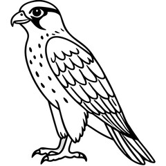Northern Falcon line art vector
